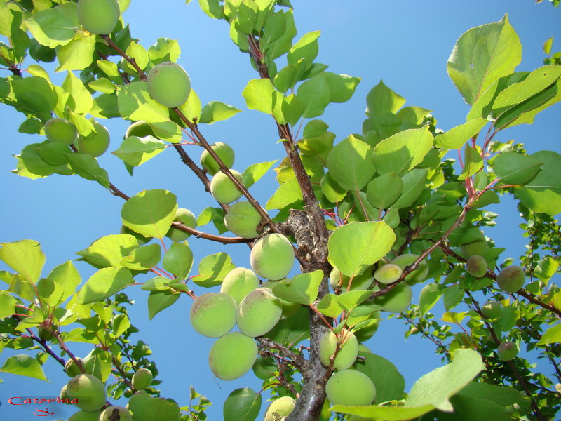 Sviluppo vegetale dell'' albicocco Prunus armeniaca